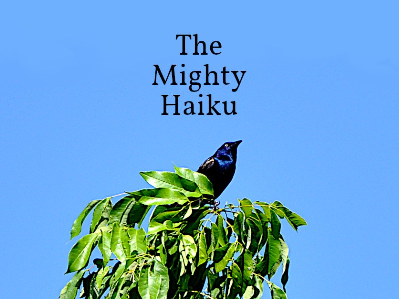 The Mighty Haiku
