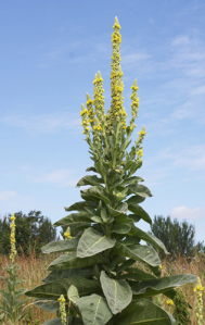 mullein-leaf-isp
