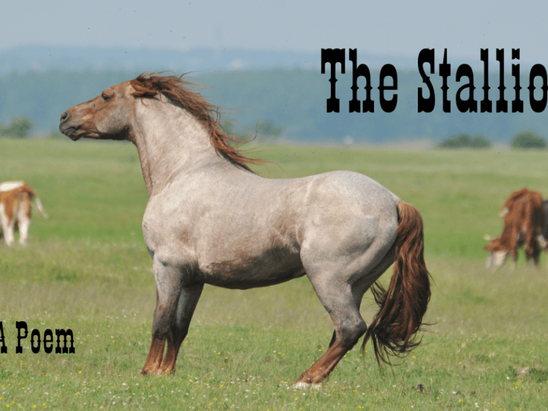 The Stallion